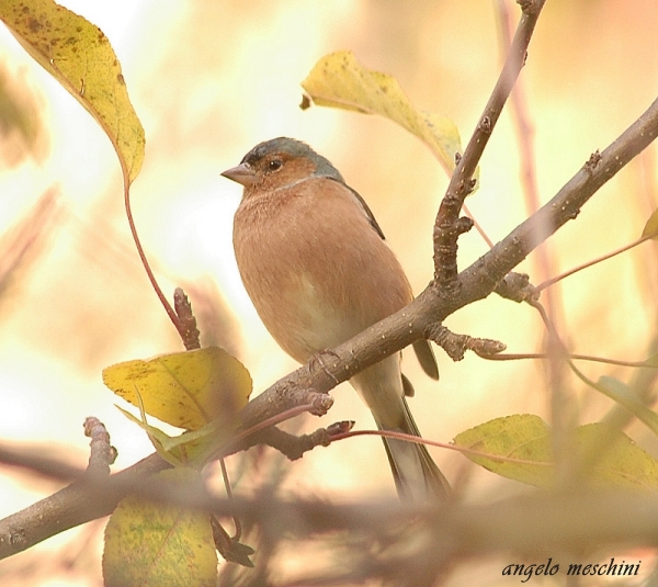Fringuello Frinigilla coelebs